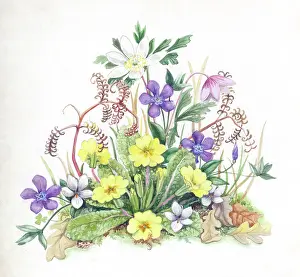 Primroses: Spring Flowers - windflowers, primroses etc