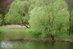 Kaluga: Spring forest in Kaluga region, 1999
