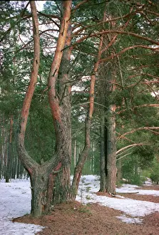 Tyumen: Spring forest in Tyumen region, 1999