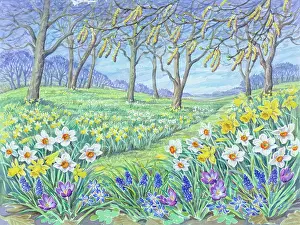 Chionodoxa: Spring garden with daffodils, narcissi, crocus