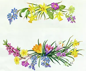 Crocus: Spring Garden Flowers - squills, daffodils etc