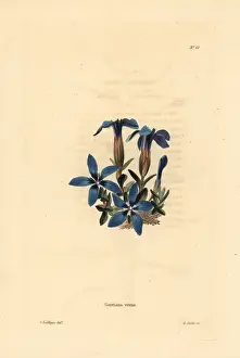 Gentian: Spring gentian, Gentiana verna