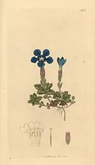 Gentian: Spring gentian, Gentiana verna