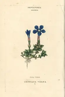 Gentian: Spring gentian, Gentiana verna