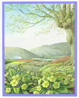 Primroses: Spring landscape with primroses