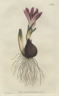 Vernum: Spring meadow saffron, Bulbocodium vernum