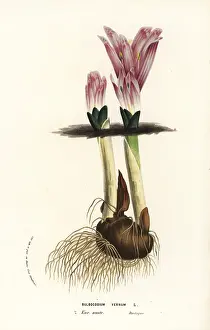 Colchicum: Spring meadow saffron, Colchicum bulbocodium