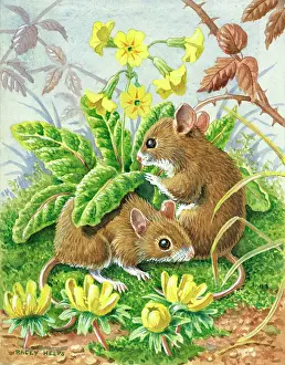 Racey: Spring Meeting - two long-tailed field mice
