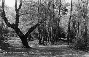 Brockenhurst: Spring in the New Forest