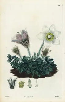 Vernalis: Spring pasqueflower, Anemone vernalis