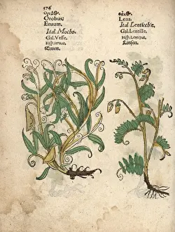 Vernus: Spring pea, Lathyrus vernus, and lentil, Lens culinaris