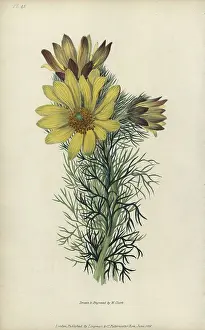 Adonis: Spring pheasant's eye, Adonis vernalis
