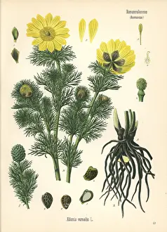 Adonis: Spring pheasant's eye, Adonis vernalis