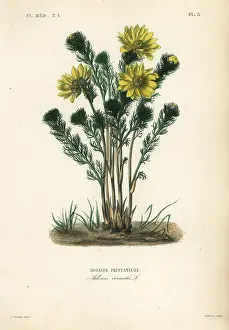 Adonis: Spring pheasant's eye or false hellebore