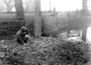 C1930: Spring, picking snowdrops c1930