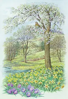 Crocuses: Spring Scene with thrush singing on branch