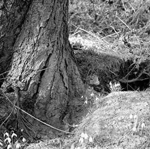 The Norman Synge Waller Budd Collection: Spring Snowdrops