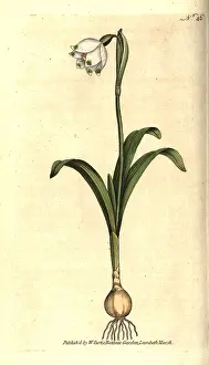 Leucojum: Spring snowflake, Leucojum vernum