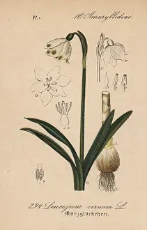 Leucojum: Spring snowflake, Leucojum vernum