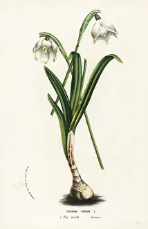 Leucojum: Spring snowflake, Leucojum vernum