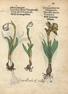 Lonicer: Spring snowflake, Leucojum vernum, and daffodil