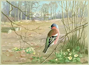 Chaffinch: Spring in the Sussex Woods