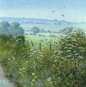 Weeds: Spring Swallows ? over fields with fence