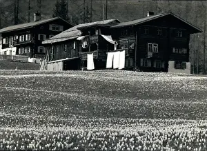 Wich: Spring in the Swiss Mountains: In a alpine valley