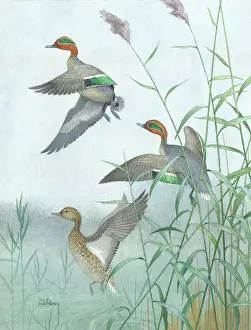 Teal: A Spring of Teal - three ducks flying off