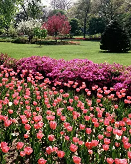 Azalea: Spring Tulips and Azaleas in Garden