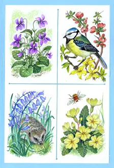 Forsythia: Spring – Violets, Blue Tit, forsythia etc