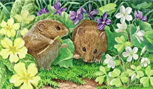 Voles: Spring! - two voles amongst primroses & violets