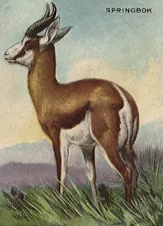 Springbok: Springbok