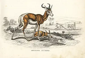 Springbok: Springbok, Antidorcas marsupialis