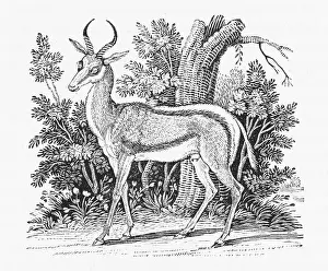 Puzzled: SPRINGBOK (BEWICK)