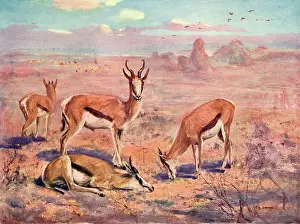 Springbok: SPRINGBOK/CUTHBERT SWAN