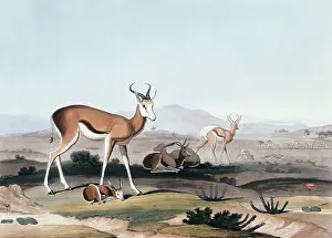 Daniell: The Springbok or Leaping Antelope, 1831