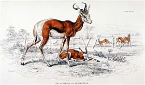 Springbok: SPRINGBOK/NATURALIST'S