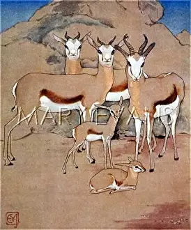 Springbok: SPRINGBOK/YARROW JONES