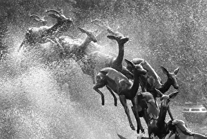 Springbok: SPRINGBOKS STATUE