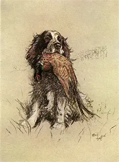 Springer: Springer Spaniel