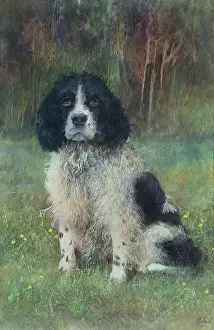 Springer: Springer Spaniel – black and white dog