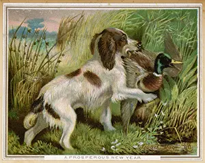 Scored: SPRINGER SPANIEL CARD