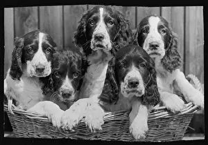 Springer: Springer Spaniel puppies