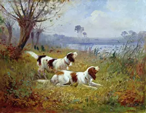Springer: Two Springer Spaniels – beside river or lake