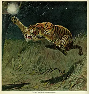 Leaps: SPRINGING TIGER