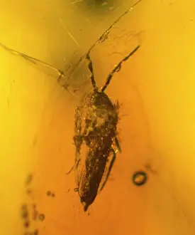 Translucent: Springtail in amber