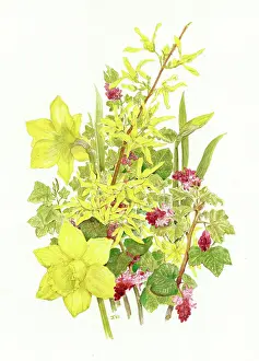 Currant: Springtime Daffodil, Flowering Currant, Forsythia