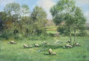 Madgwick: Springtime – sheep and lambs