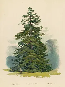 Spruce: SPRUCE FIR TREE